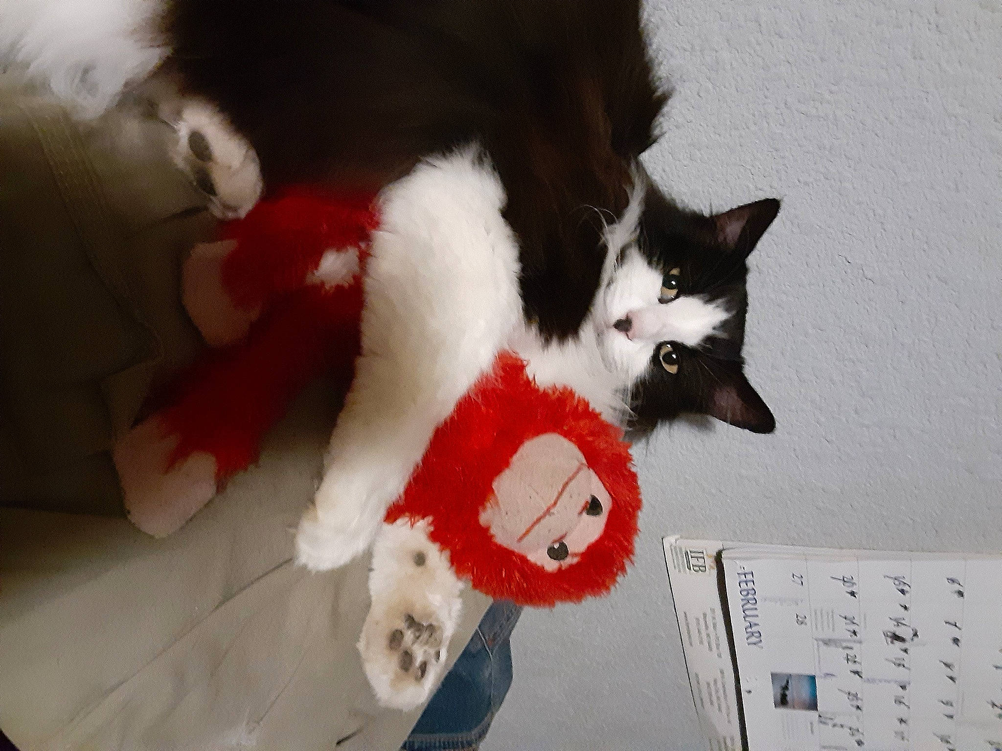 Sassy joined the competition — help win amazing prizes! calendar, carmine, carnivore, cat, domestic_short_haired_cat, felidae, flooring, fur, pattern, paw, plush, ruler, small_to_medium_sized_cats, stuffed_toy, tail, toy, whiskers, window