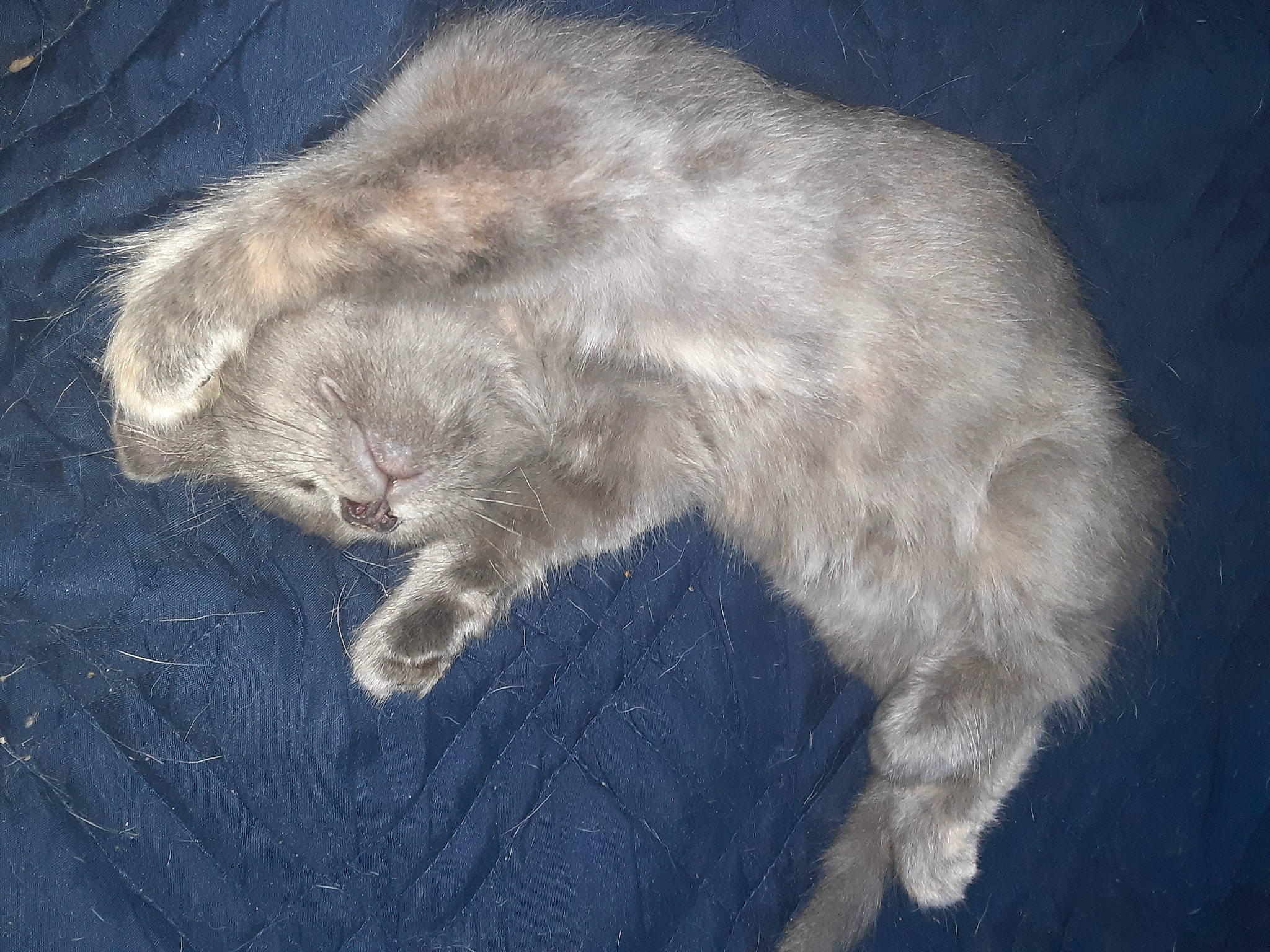 Grace is registered to the contest to win money with this photo: canidae, carnivore, cat, claw, dog_breed, domestic_short_haired_cat, feather, felidae, fur, paw, small_to_medium_sized_cats, snout, sporting_group, tail, terrestrial_animal, whiskers