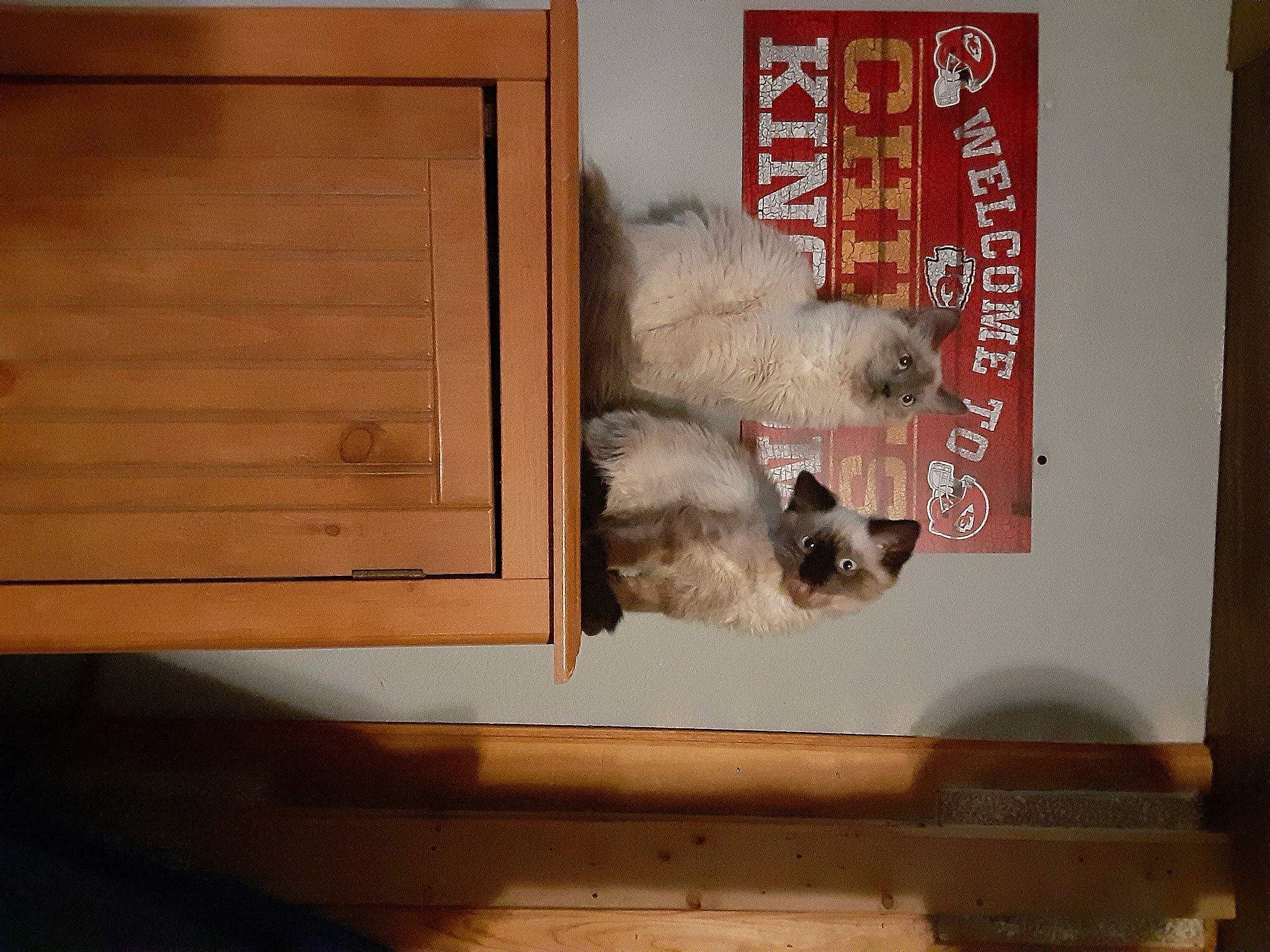 Mink is registered to the contest to win money with this photo: canidae, carnivore, companion_dog, corgi_chihuahua, dog, dog_breed, fawn, felidae, flooring, fur, hardwood, paw, pet_supply, room, small_to_medium_sized_cats, sporting_group, tail, window, wood, working_animal