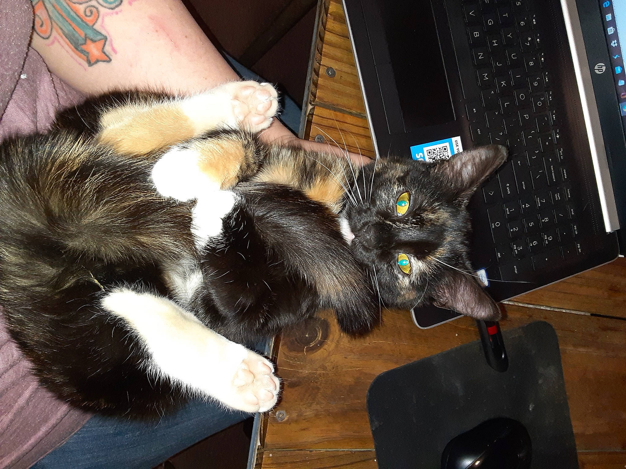 Poopy Pants is registered to the contest to win money with this photo: carnivore, cat, claw, comfort, domestic_short_haired_cat, ear, felidae, foot, fur, human_leg, lap, paw, small_to_medium_sized_cats, tail, whiskers