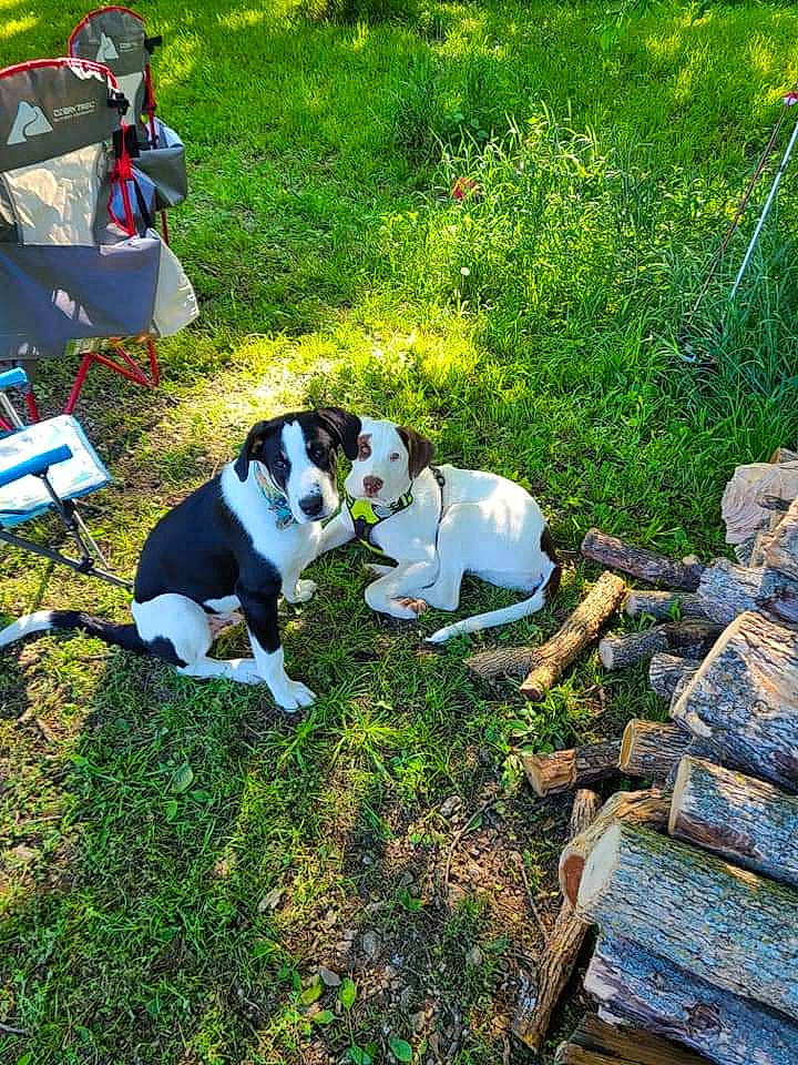 Buddy is registered to the contest to win money with this photo: canidae, carnivore, chair, collar, companion_dog, dog, dog_breed, fawn, garden, grass, groundcover, leisure, non_sporting_group, plant, sporting_group, tail, terrier, working_dog, yard