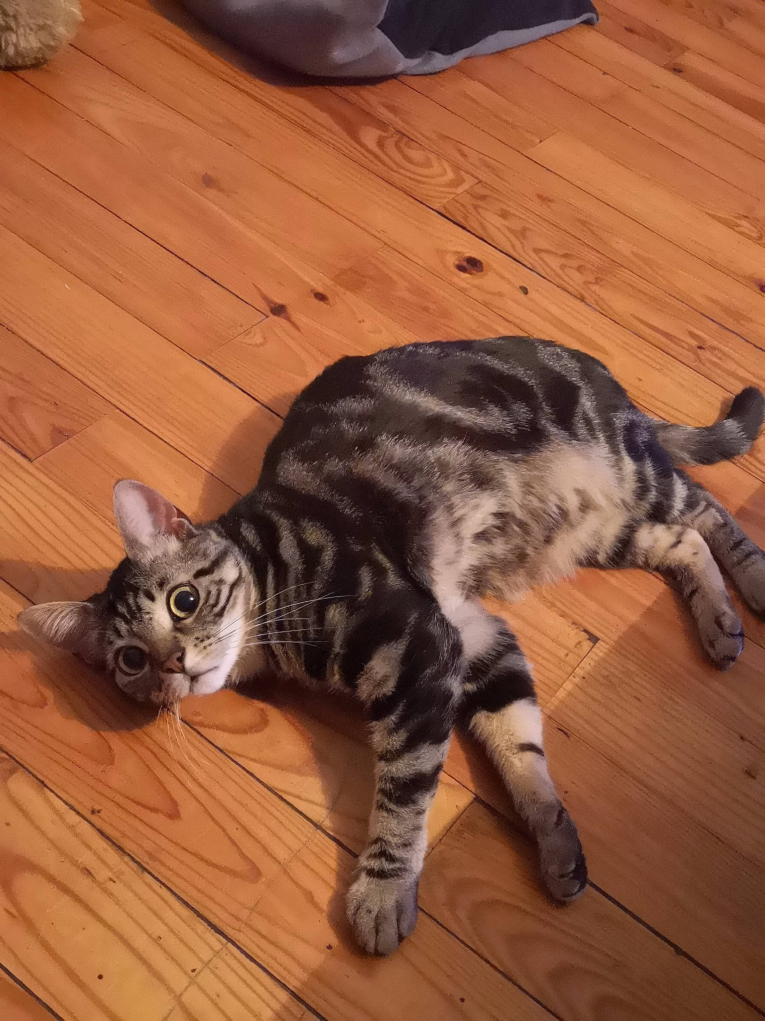 Biggi participe au concours pour gagner de l'argent avec cette photo : american_shorthair, asian, bengal, carnivore, cat, domestic_short_haired_cat, dragon_li, egyptian_mau, european_shorthair, felidae, kitten, mammal, ocicat, small_to_medium_sized_cats, sokoke, tabby_cat, tail, vertebrate, whiskers, wood