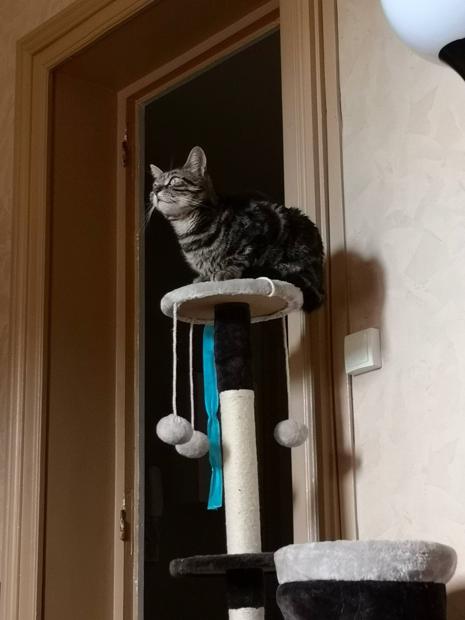 Biggie a rejoint le concours — aidez-le/la à gagner de superbes lots ! black_cat, carnivore, cat, cat_furniture, domestic_short_haired_cat, felidae, interior_design, kitten, russian_blue, small_to_medium_sized_cats, tail, whiskers, window