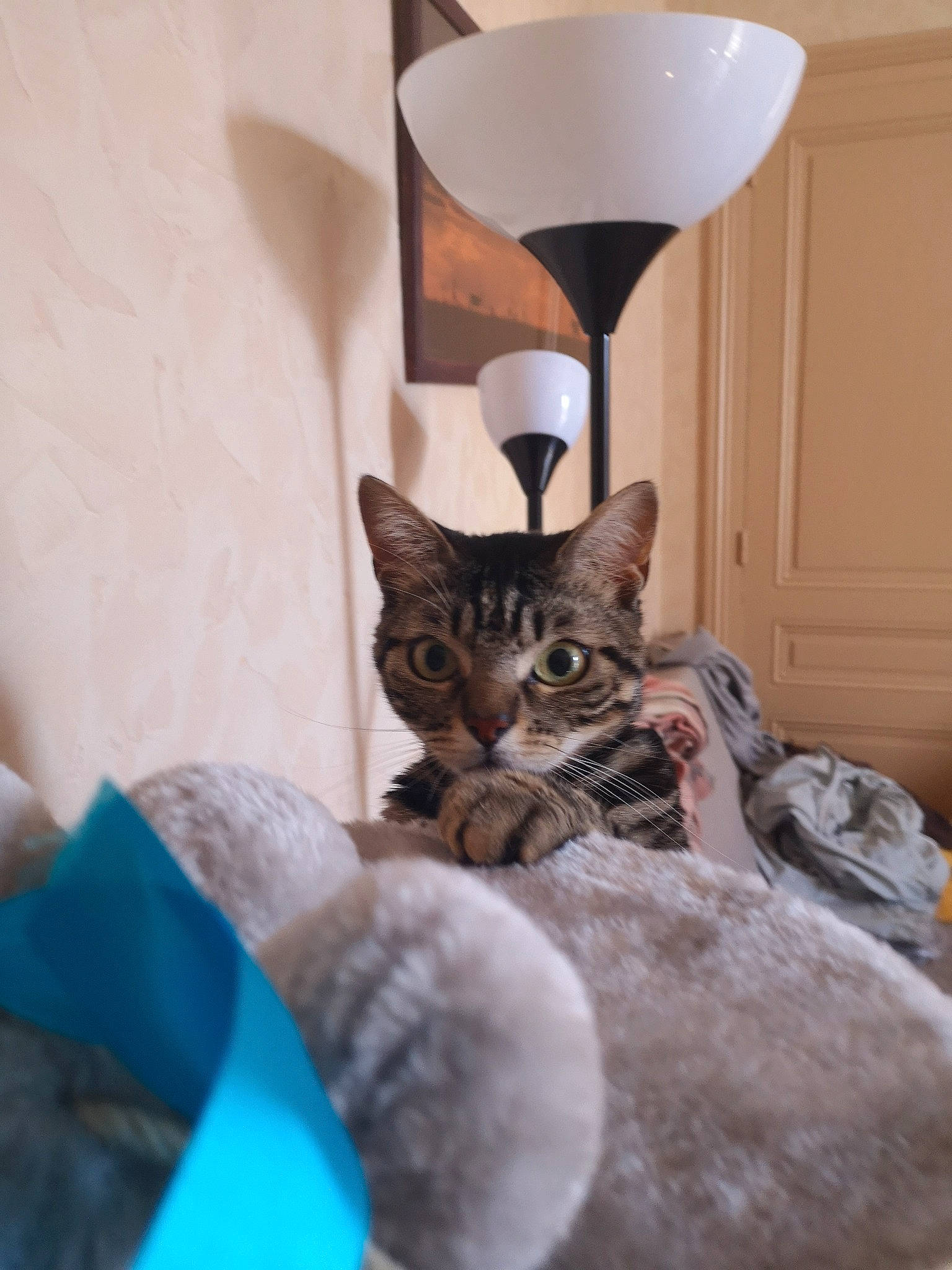 Biggie participe au concours pour gagner de l'argent avec cette photo : american_shorthair, asian, bengal, carnivore, cat, domestic_short_haired_cat, european_shorthair, fawn, felidae, fur, kitten, ocicat, room, small_to_medium_sized_cats, tabby_cat, whiskers