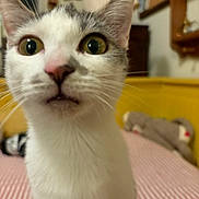 Mimi is registered to the contest to win money with this photo: cat, close_up, pet, indoor, bed, striped_bedspread, white_fur, gray_fur, whiskers, eyes, ears, nose, mouth, curious, feline, animal, cute, soft, fur, indoor_lighting