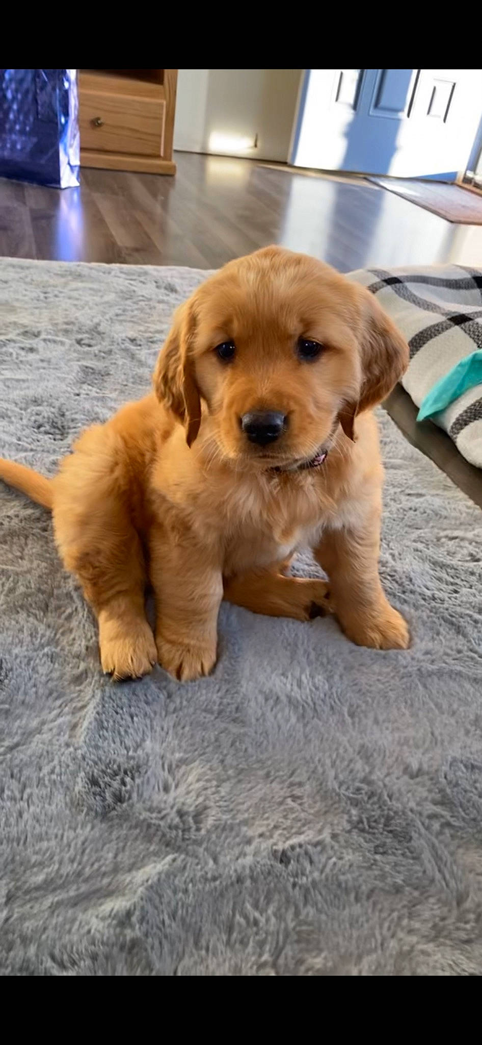 Weslynn is registered to the contest to win money with this photo: canidae, carnivore, companion_dog, dog, dog_breed, fawn, floor, flooring, fur, gun_dog, mammal, pet_supply, puppy, retriever, snout, sporting_group, terrestrial_animal, whiskers, working_animal, working_dog