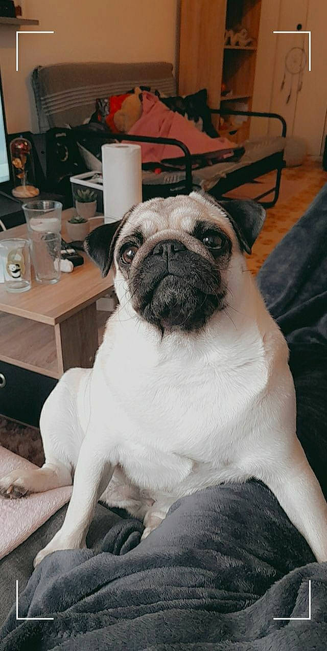 Paillette participe au concours pour gagner de l'argent avec cette photo : canidae, carnivore, chair, comfort, companion_dog, dog, dog_breed, fawn, flooring, furniture, plant, pug, snout, sporting_group, table, tableware, toy_dog, whiskers, working_animal, wrinkle