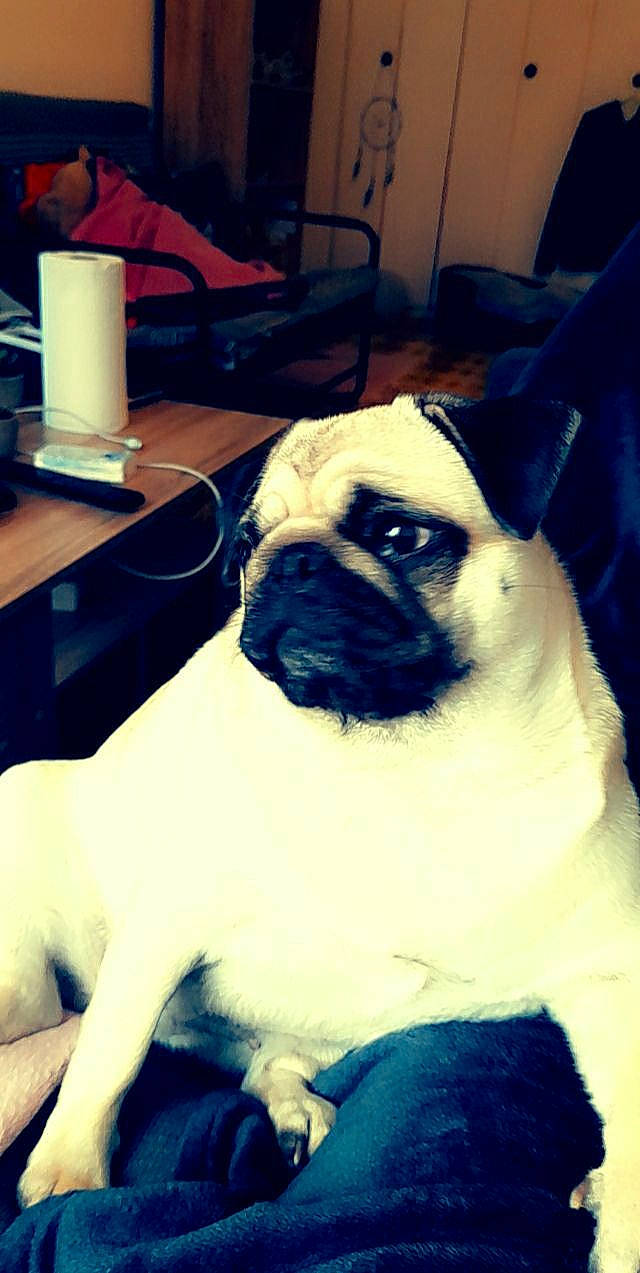 Paillette a rejoint le concours — aidez-le/la à gagner de superbes lots ! blue, canidae, carnivore, chair, companion_dog, dog, dog_breed, electric_blue, fawn, lamp, light, photograph, plant, pug, snapshot, snout, sporting_group, tableware, toy_dog, wrinkle