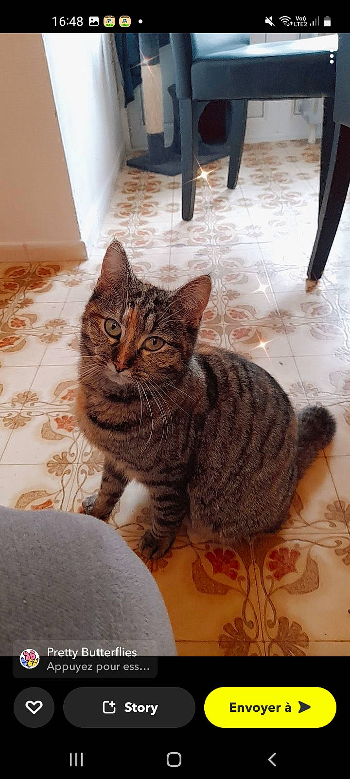 Ruby a rejoint le concours — aidez-le/la à gagner de superbes lots ! carnivore, cat, comfort, domestic_short_haired_cat, door, felidae, floor, flooring, fur, grey, hardwood, paw, sitting, small_to_medium_sized_cats, snout, tail, terrestrial_animal, whiskers, window, wood