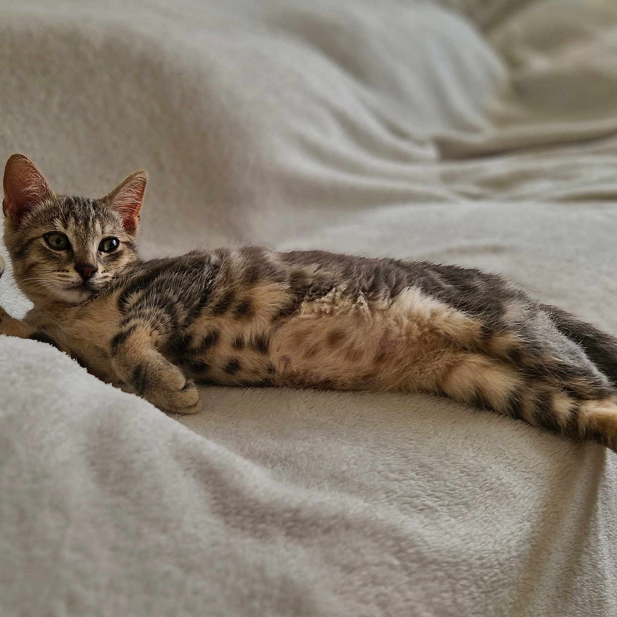 Neko