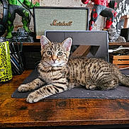 Anubis a rejoint le concours — aidez-le/la à gagner de superbes lots ! kitten, cat, tabby, desk, laptop, energy_drink, can, headphones, figurine, superhero, marshall_speaker, wooden_desk, cable, pen_holder, workspace, indoor, pet, curious, resting, electronics