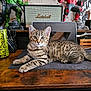 kitten, cat, tabby, desk, laptop, energy_drink, can, headphones, figurine, superhero, marshall_speaker, wooden_desk, cable, pen_holder, workspace, indoor, pet, curious, resting, electronics