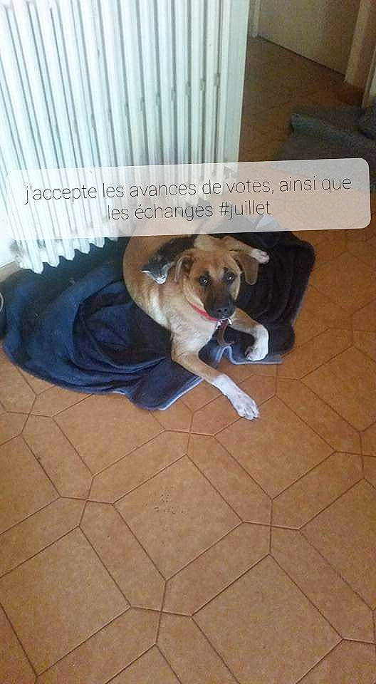 Bonny a rejoint le concours — aidez-le/la à gagner de superbes lots ! canidae, carnivore, companion_dog, dog, dog_breed, dog_supply, fawn, floor, flooring, hardwood, paw, pet_supply, sidewalk, snout, sporting_group, tail, tile, toy_dog, wood, working_animal