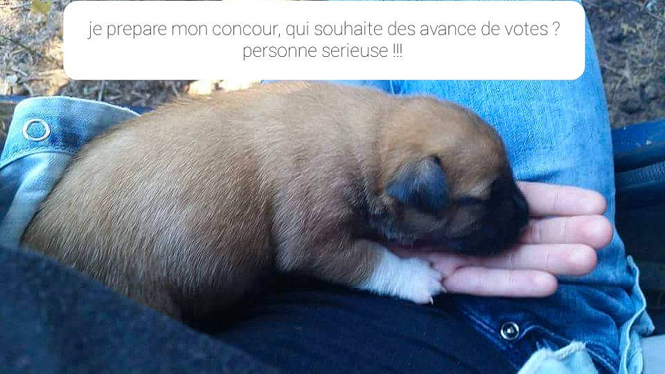 Bonny participe au concours pour gagner de l'argent avec cette photo : canidae, carnivore, comfort, companion_dog, dog, dog_breed, ear, fawn, font, fur, paw, photo_caption, pug, snout, sporting_group, terrestrial_animal, toy_dog, whiskers, working_animal, wrinkle
