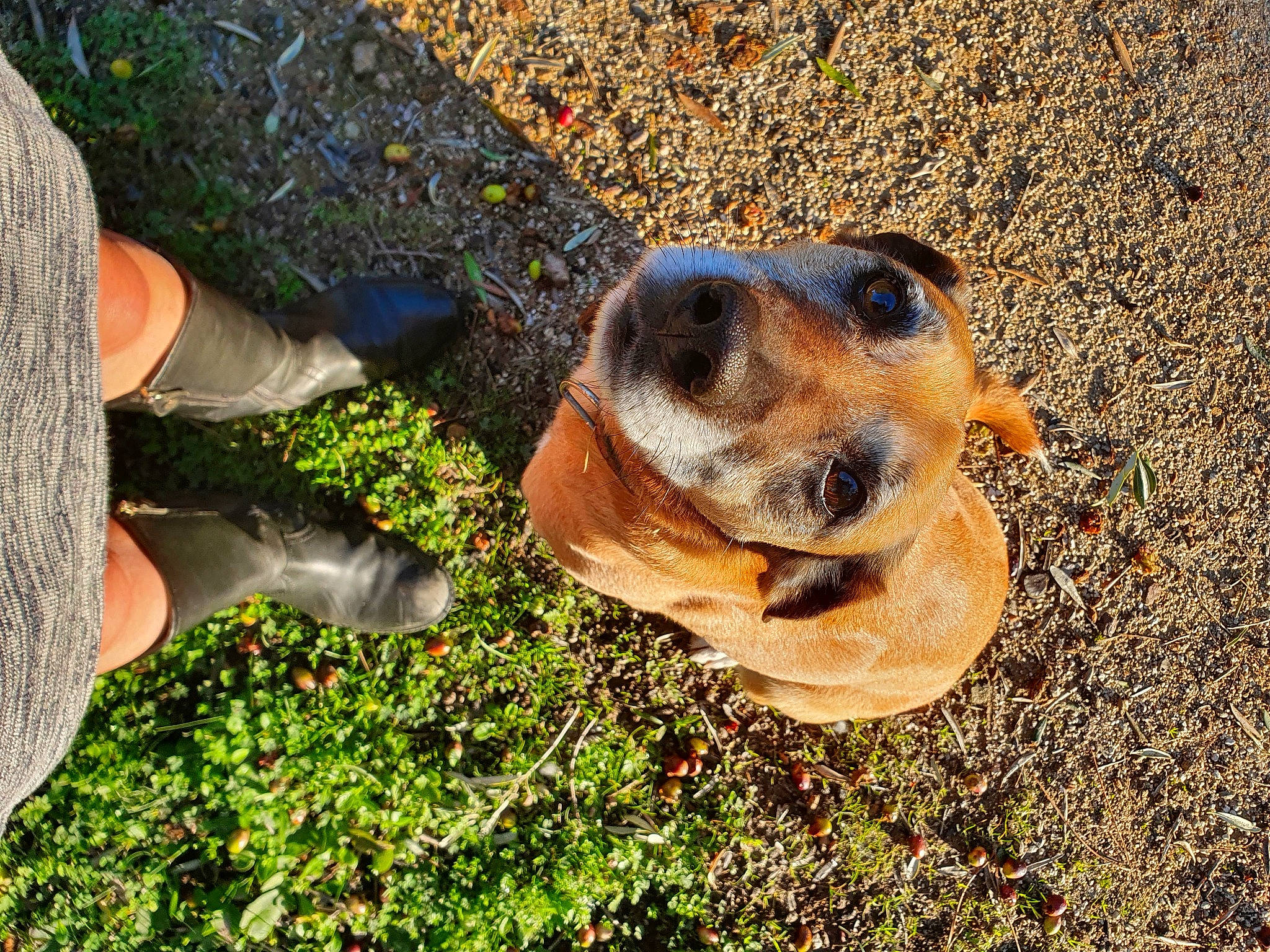 Bonny a rejoint le concours — aidez-le/la à gagner de superbes lots ! canidae, carnivore, companion_dog, dog, dog_breed, fawn, grass, guard_dog, hound, human_leg, mammal, paw, plant, shadow, snout, soil, sporting_group, sunlight, vertebrate, whiskers