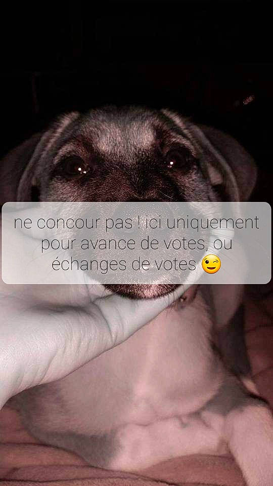 Bonny participe au concours pour gagner de l'argent avec cette photo : book_cover, cameras_optics, carnivore, companion_dog, dog, dog_breed, eyelash, fashion_accessory, finger, flash_photography, font, fur, iris, jaw, liver, nail, photo_caption, snout, whiskers, working_animal
