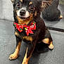 dog, small_dog, black_dog, tan_markings, bow_tie, red_bow_tie, pet, cute, reflection, mirror, indoor, floor, sitting, ears, eyes, animal, companion, portrait, adorable, friendly