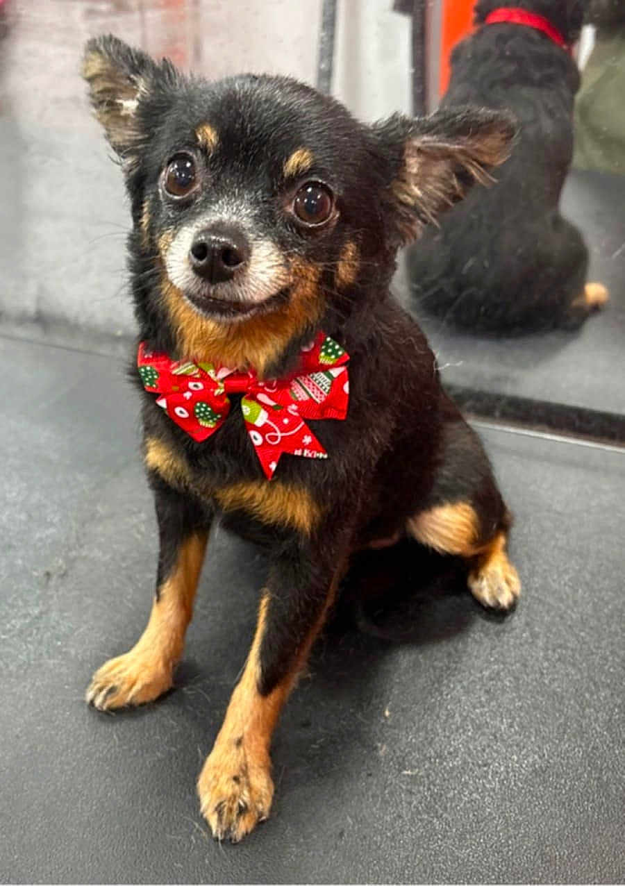 Wookie joined the competition — help win amazing prizes! dog, small_dog, black_dog, tan_markings, bow_tie, red_bow_tie, pet, cute, reflection, mirror, indoor, floor, sitting, ears, eyes, animal, companion, portrait, adorable, friendly