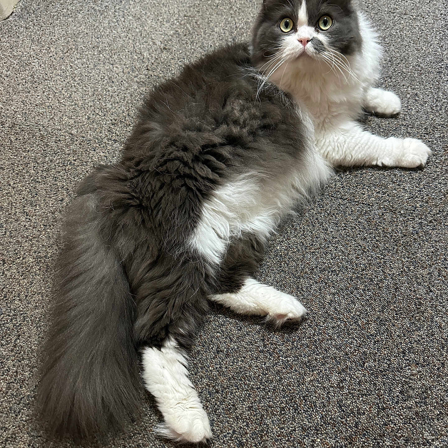 Gizmo is registered to the contest to win money with this photo: abyssinian, accessories, alloywheel, angora, animal, car, carwheel, cat, hardwood, kitten, machine, manx, pet, road, siamese, spoke, strap, tarmac, tire, wood