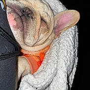 Sundae is registered to the contest to win money with this photo: dog, french_bulldog, sleeping, blanket, orange_sweater, pet, cozy, wrinkles, cute, fur, ear, nose, paw, indoors, resting, animal, companion, cute_pet, snuggled, relaxed