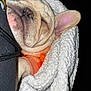 dog, french_bulldog, sleeping, blanket, orange_sweater, pet, cozy, wrinkles, cute, fur, ear, nose, paw, indoors, resting, animal, companion, cute_pet, snuggled, relaxed