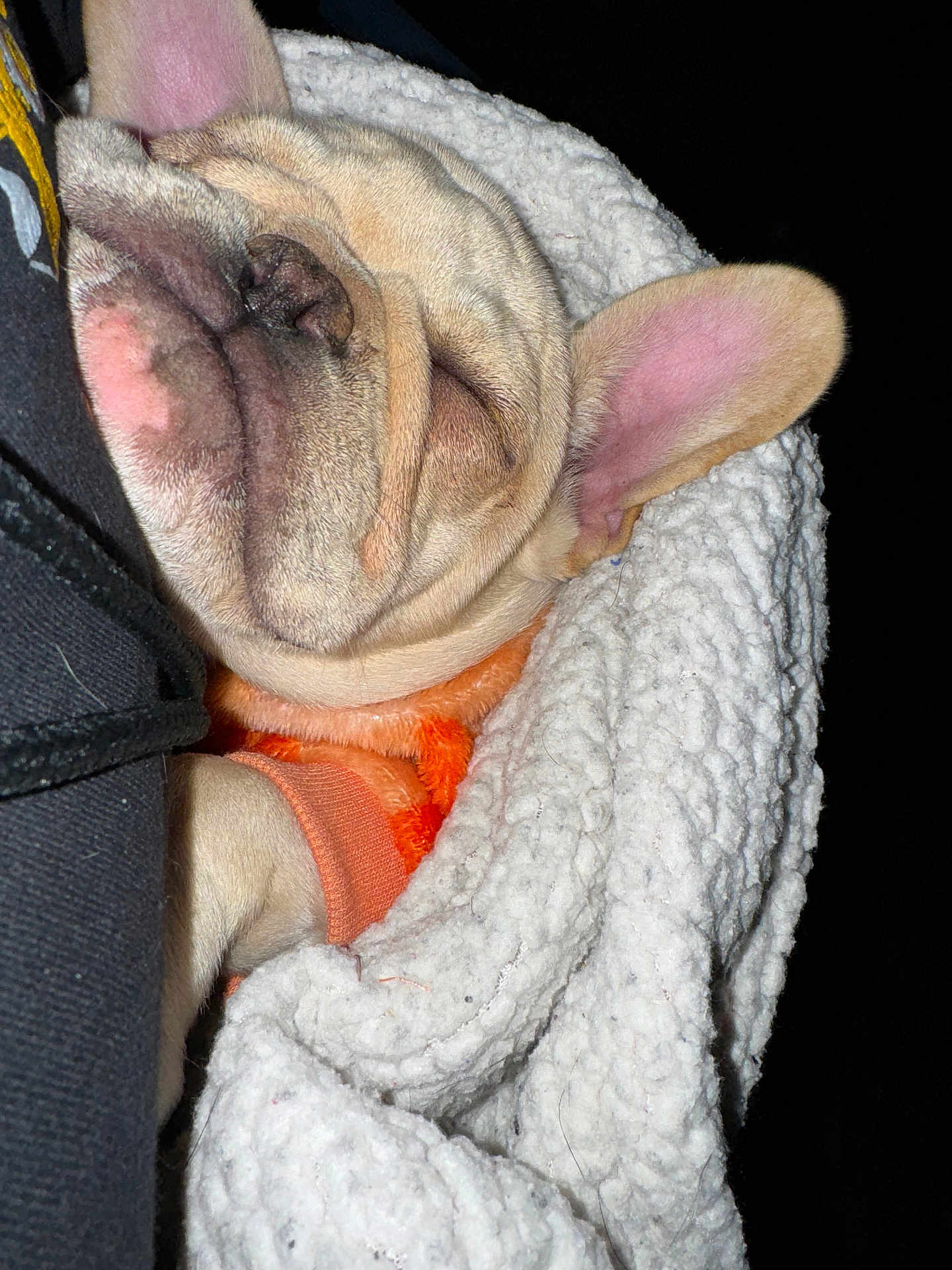 Sundae is registered to the contest to win money with this photo: dog, french_bulldog, sleeping, blanket, orange_sweater, pet, cozy, wrinkles, cute, fur, ear, nose, paw, indoors, resting, animal, companion, cute_pet, snuggled, relaxed