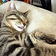 Isagi Yoichi is registered to the contest to win money with this photo: cat, tabby, sleeping, tongue_out, pet, feline, cozy, bed, blanket, indoor, resting, fur, whiskers, paw, striped, cute, animal, domestic, relaxed, closeup