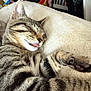 cat, tabby, sleeping, tongue_out, pet, feline, cozy, bed, blanket, indoor, resting, fur, whiskers, paw, striped, cute, animal, domestic, relaxed, closeup
