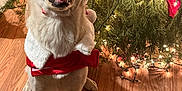 Blanca is registered to the contest to win money with this photo: dog, white_dog, festive_clothing, christmas_tree, holiday_lights, indoor, wood_floor, decorations, happy, pet, smiling, canine, christmas, seasonal, celebration, red_bow, greenery, festive, animal, holiday_spirit