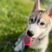 Buddy participe au concours pour gagner de l'argent avec cette photo : dog, puppy, husky, tongue_out, close_up, grass, outdoor, pet, animal, young, cute, fur, ears, collar, leash, nature, playful, happy, canine, summer