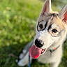 dog, puppy, husky, tongue_out, close_up, grass, outdoor, pet, animal, young, cute, fur, ears, collar, leash, nature, playful, happy, canine, summer