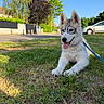 animal, blue_sky, car, cute, daytime, dog, fence, grass, greenery, happy, husky, leash, nature, outdoor, pet, puppy, road, suburban, tongue_out, tree
