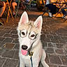 animal, background, canine, chair, cobblestone, collar, cute, dog, evening, friendly, husky, leash, lighting, outdoor, people, pet, puppy, social, table, tongue_out