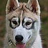 Buddy participe au concours pour gagner de l'argent avec cette photo :