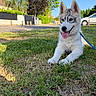 animal, canine, car, cute, dog, fence, grass, happy, husky, leash, nature, outdoor, pet, playful, puppy, residential_area, sunny, tongue_out, tree, young
