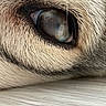 animal, canine, close_up, detail, dog, eye, face, focus, fur, macro, natural_light, nose_bridge, pet, reflection, resting, sleepy, snout, surface, texture, whiskers
