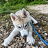 animal, closeup, cute, dog, ears, fur, grass, greenery, husky, leash, nature, outdoor, paws, pebbles, pet, playful, puppy, sniffing, tongue, young_animal