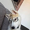 animal, canine, collar, couch, cute, dog, domestic, ears, face, fur, furry, gray_couch, husky, indoor, looking, pet, puppy, resting, sideways_glance, young