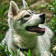Buddy participe au concours pour gagner de l'argent avec cette photo : animal, canine, close_up, dog, ears, fur, grass, greenery, happy, husky, lying_down, nature, outdoor, pet, playful, portrait, puppy, smiling, tongue, young