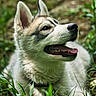 animal, canine, close_up, dog, ears, fur, grass, greenery, happy, husky, lying_down, nature, outdoor, pet, playful, portrait, puppy, smiling, tongue, young