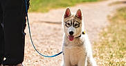 Buddy participe au concours pour gagner de l'argent avec cette photo : animal, casual_clothing, dog, ears, footwear, grass, husky, leash, nature, outdoor, path, person, pet, puppy, sitting, sneakers, summer, sunlight, tongue, walking