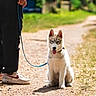 animal, casual_clothing, dog, ears, footwear, grass, husky, leash, nature, outdoor, path, person, pet, puppy, sitting, sneakers, summer, sunlight, tongue, walking