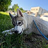 Buddy participe au concours pour gagner de l'argent avec cette photo : dog, puppy, husky, grass, leash, outdoor, animal, pet, canine, nature, young, ears, playful, daytime, blue_sky, building, greenery, closeup, curious, lying_down