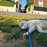 animal, cute, daytime, dog, fur, grass, gray, greenery, house, leash, nature, outdoor, pet, puppy, resting, road, suburban, sunlight, tree, white