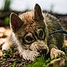 Buddy participe au concours pour gagner de l'argent avec cette photo : adorable, animal, closeup, cute, dog, ears, eyes, face, fur, grass, greenery, leash, lying, mammal, nature, outdoor, pet, puppy, snout, young