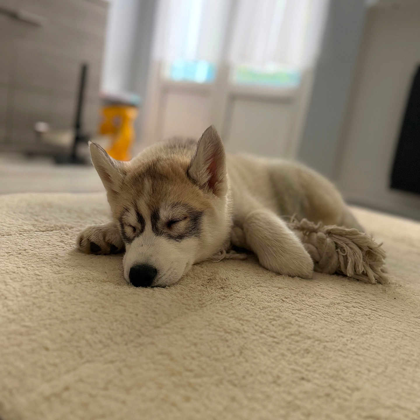 Buddy