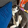 cat, gray_cat, white_cat, couch, pillow, blue_pillow, pet, indoor, relaxed, fur, whiskers, cheetos_bag, snack, quilt, cozy, domestic_animal, cute, animal, resting, feline