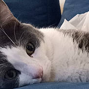 Chiko is registered to the contest to win money with this photo: animal, blue_background, calm, cat, close_up, cozy, cute, domestic_animal, eyes, feline, indoor, lying_down, pet, pink_nose, portrait, relaxed, resting, sleepy, soft_fur, whiskers