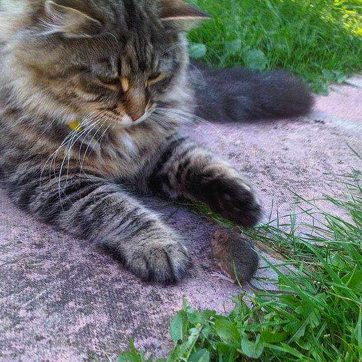 Yoshi