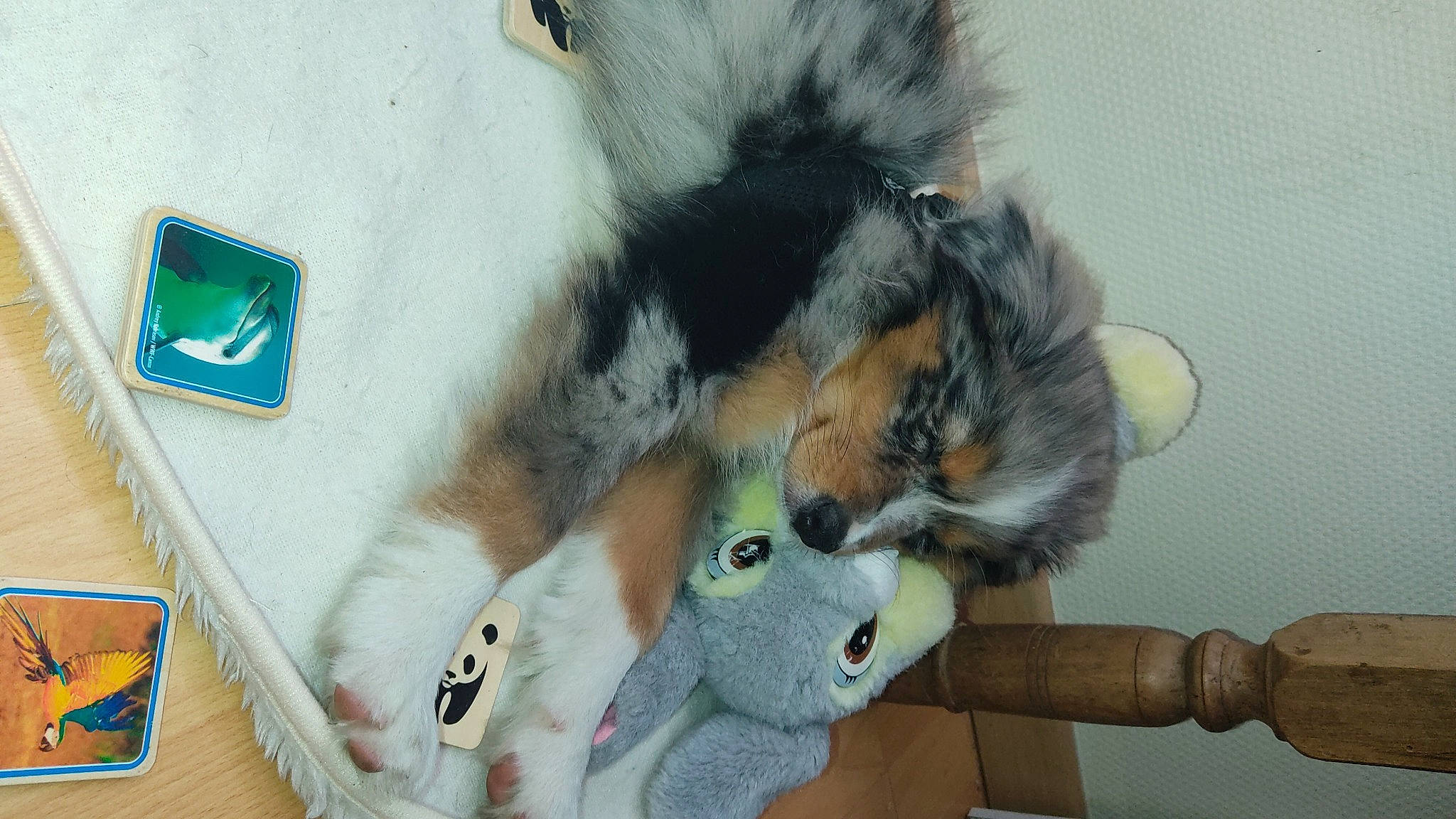 Amy a rejoint le concours — aidez-le/la à gagner de superbes lots ! art, canidae, carnivore, companion_dog, dog_breed, felidae, fun, fur, paw, plush, scotch_collie, shetland_sheepdog, snout, stuffed_toy, tail, terrestrial_animal, toy, whiskers, winter, wood